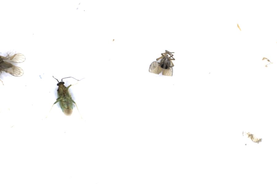 Image 16